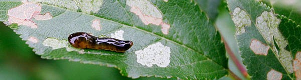 کاربردهای زالو کاربردهای زالو