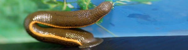 زالو درمانی در غرب زالو درمانی در غرب